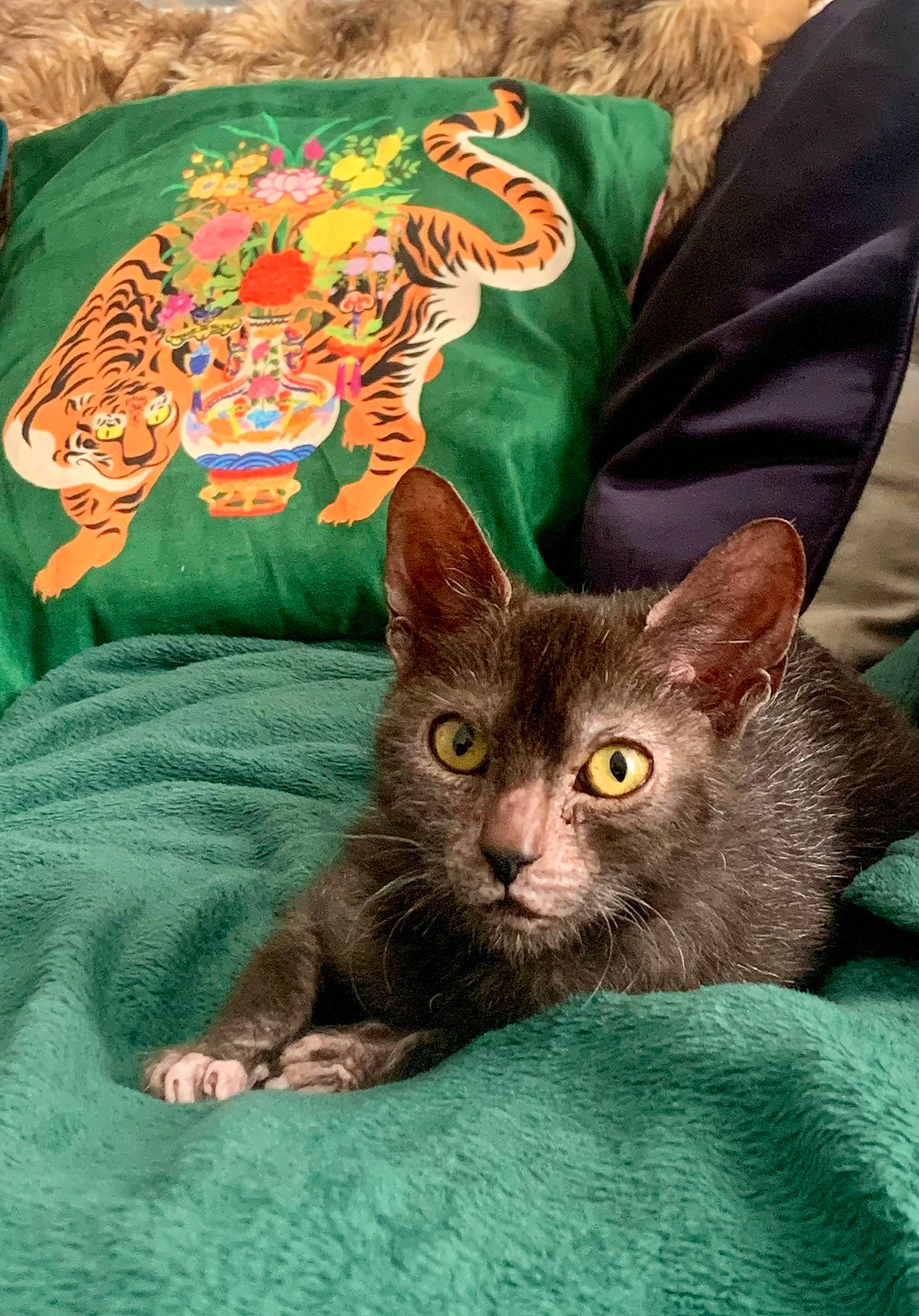 Lilith joined the competition — help win amazing prizes! carnivore, cat, cat_supply, comfort, domestic_short_haired_cat, fawn, felidae, fur, linens, pattern, sleeve, small_to_medium_sized_cats, snout, t_shirt, tail, whiskers