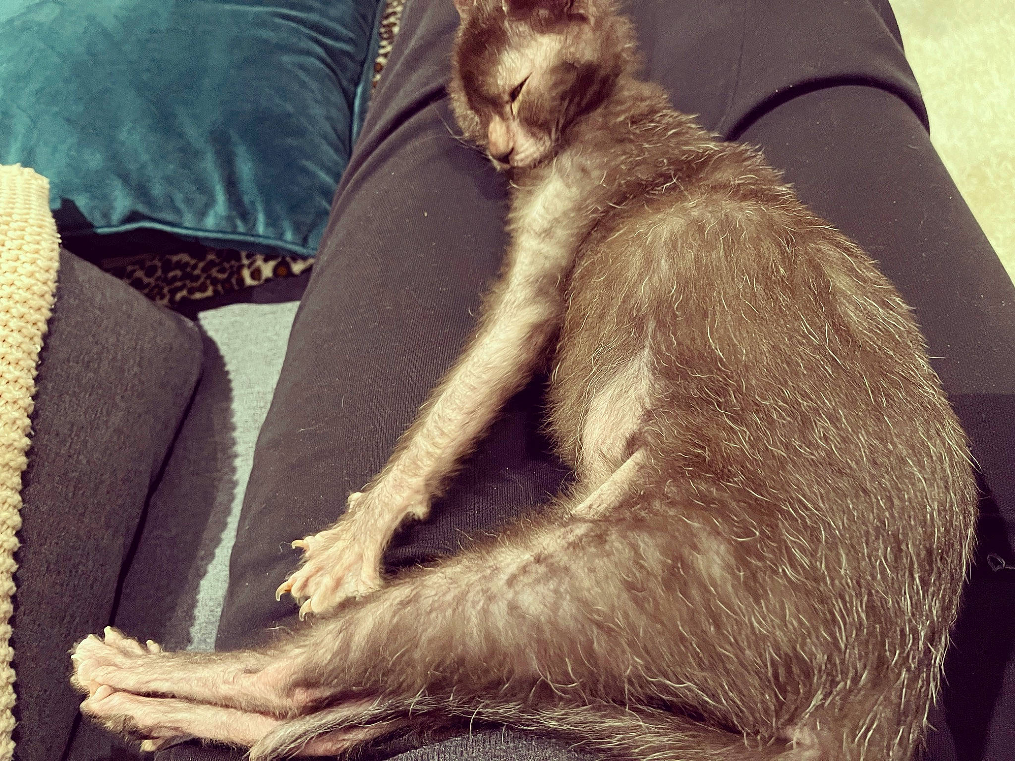 Lilith joined the competition — help win amazing prizes! comfort, companion_dog, dog_breed, elbow, fawn, felidae, foot, fur, human_leg, lap, marsupial, paw, sitting, sleeve, small_to_medium_sized_cats, snout, terrestrial_animal, whiskers, wildlife