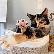Miso joined the competition — help win amazing prizes! cat, calico_cat, pet, feline, paw, paw_pads, whiskers, ears, eyes, fur, black_fur, orange_fur, white_fur, lying_down, relaxed, basket, woven_basket, indoor, home, calendar