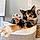 Miso