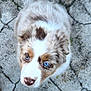 puppy, dog, blue_eyes, fluffy, fur, outdoor, curious, looking_up, stone_pavement, cracked_ground, pet, animal, cute, young_dog, nature, brown_and_white, portrait, small_dog, adorable, close_up