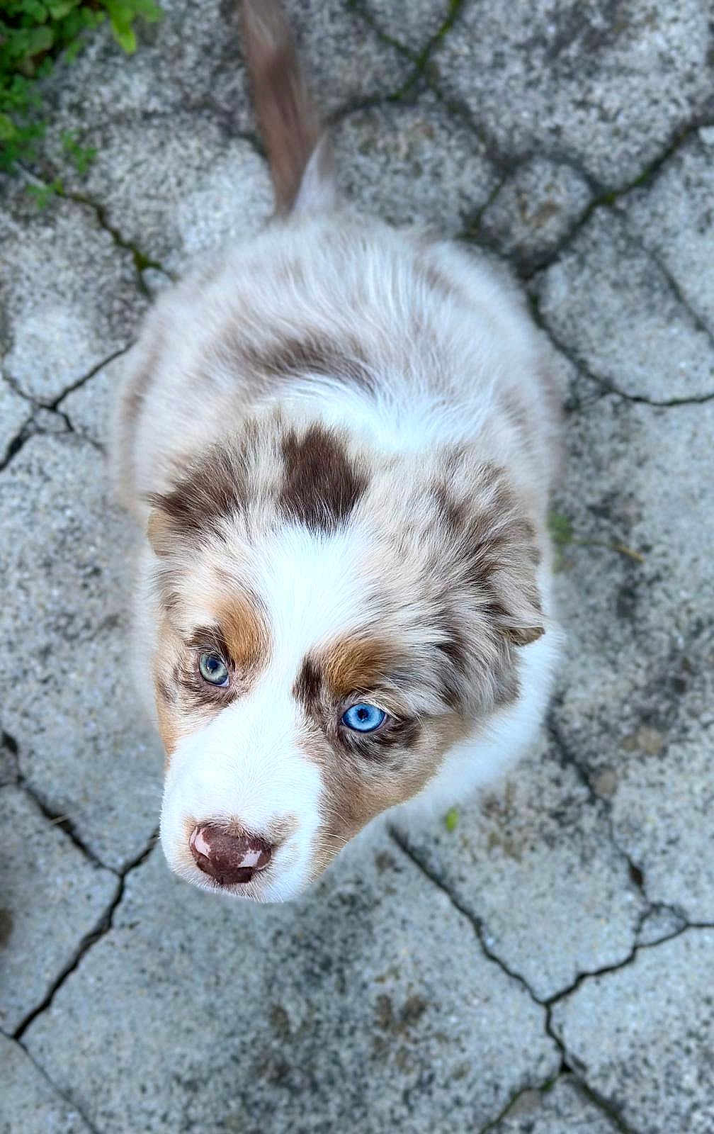 Vicky a rejoint le concours — aidez-le/la à gagner de superbes lots ! puppy, dog, blue_eyes, fluffy, fur, outdoor, curious, looking_up, stone_pavement, cracked_ground, pet, animal, cute, young_dog, nature, brown_and_white, portrait, small_dog, adorable, close_up