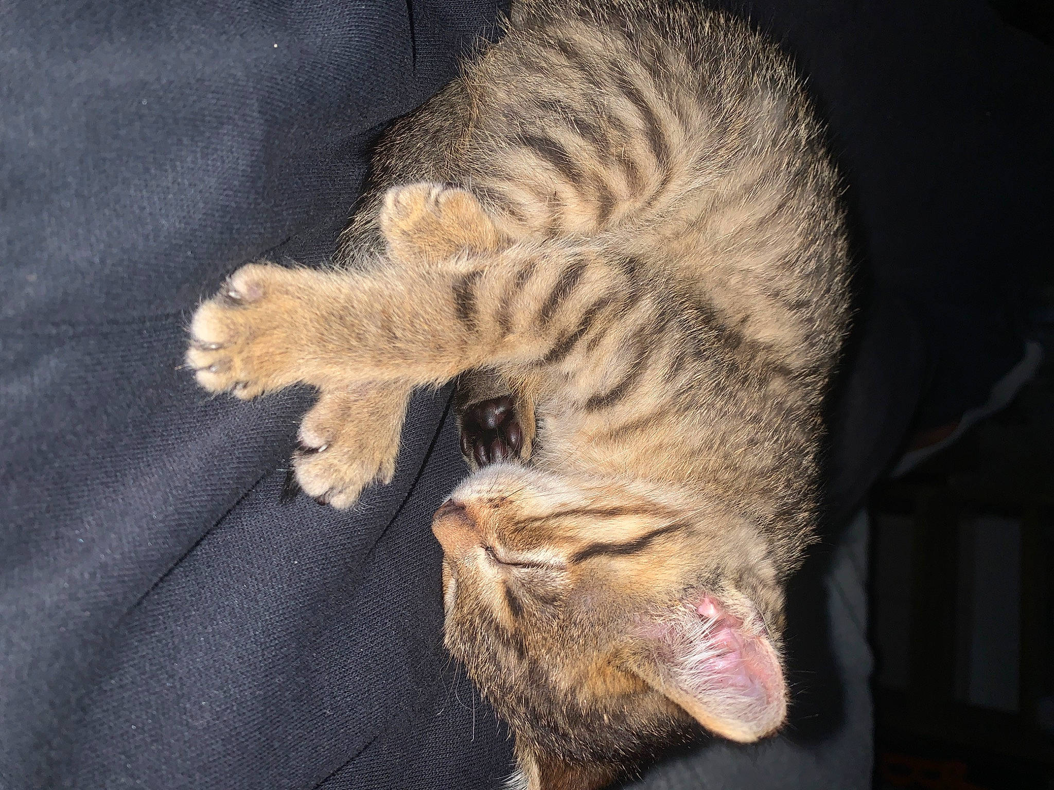 Rahya a rejoint le concours — aidez-le/la à gagner de superbes lots ! carnivore, cat, claw, darkness, domestic_short_haired_cat, felidae, foot, fur, gesture, jaw, paw, small_to_medium_sized_cats, snout, tail, terrestrial_animal, whiskers, wildlife, wrinkle