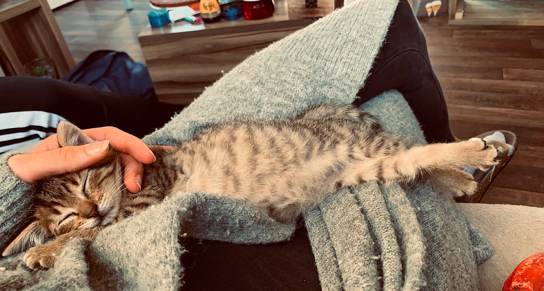 Rahya participe au concours pour gagner de l'argent avec cette photo : carnivore, cat, comfort, couch, domestic_short_haired_cat, felidae, fur, grey, human_leg, mammal, military_camouflage, nap, pattern, paw, small_to_medium_sized_cats, snout, tail, textile, vertebrate, whiskers