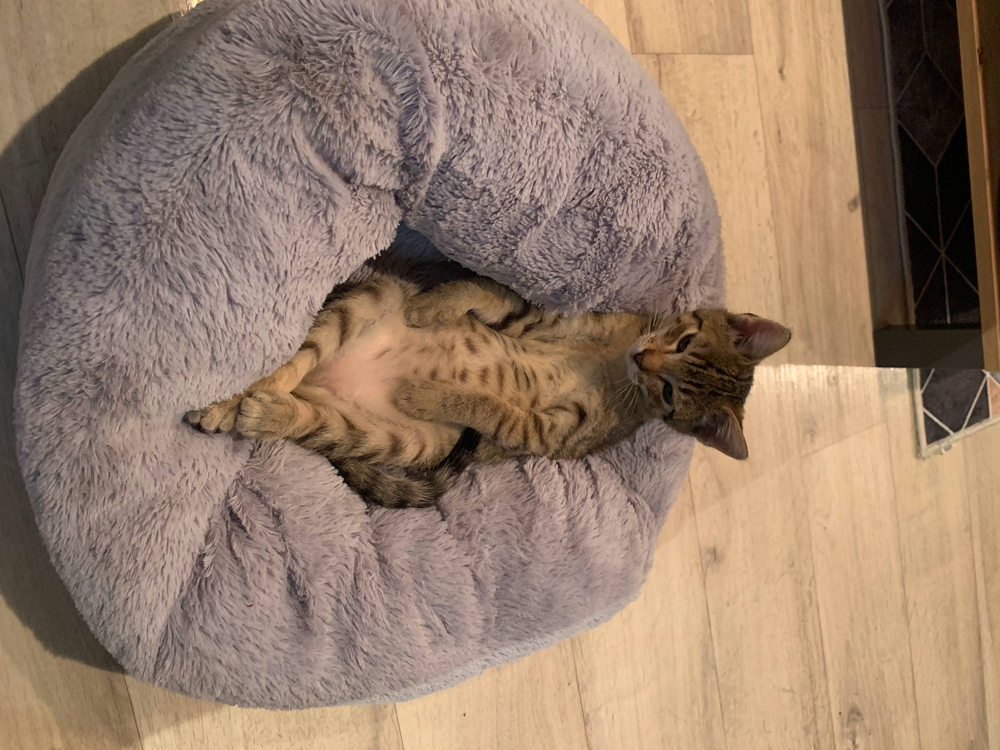 Rahya a rejoint le concours — aidez-le/la à gagner de superbes lots ! art, artifact, carnivore, cat, comfort, domestic_short_haired_cat, felidae, flooring, fur, grey, hardwood, relief, sculpture, small_to_medium_sized_cats, snout, statue, tail, terrestrial_animal, whiskers, wood