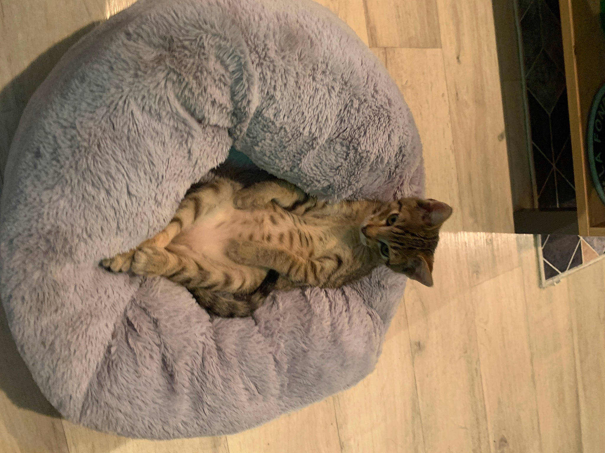 Rahya a rejoint le concours — aidez-le/la à gagner de superbes lots ! art, carnivore, cat, comfort, domestic_short_haired_cat, fawn, felidae, flooring, fur, hardwood, mechanical_fan, nap, paw, sleep, small_to_medium_sized_cats, tail, terrestrial_animal, whiskers, wood, wood_flooring