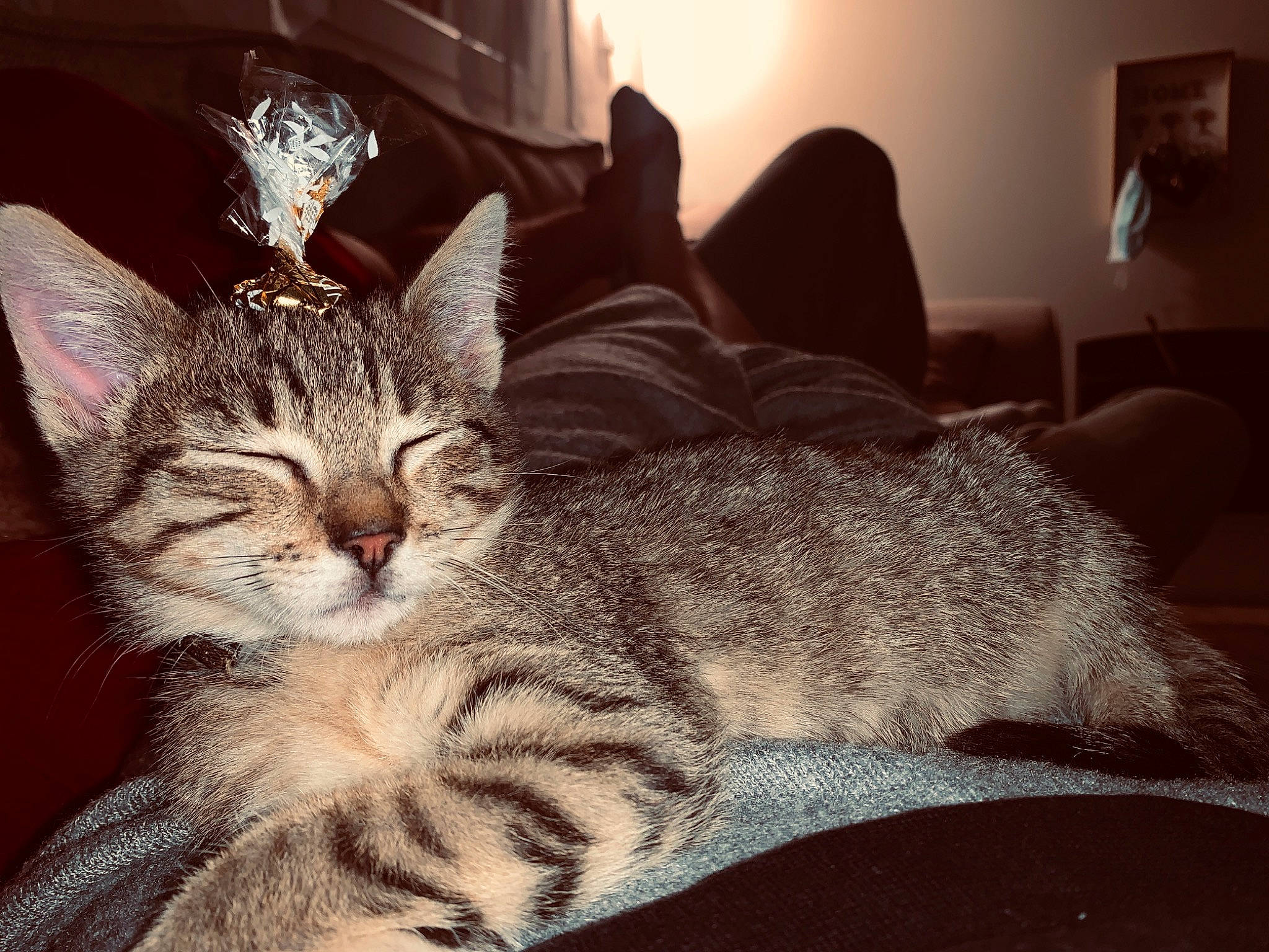 Rahya a rejoint le concours — aidez-le/la à gagner de superbes lots ! carnivore, cat, claw, comfort, domestic_short_haired_cat, ear, eye, felidae, fur, light, paw, picture_frame, sitting, small_to_medium_sized_cats, snout, terrestrial_animal, whiskers