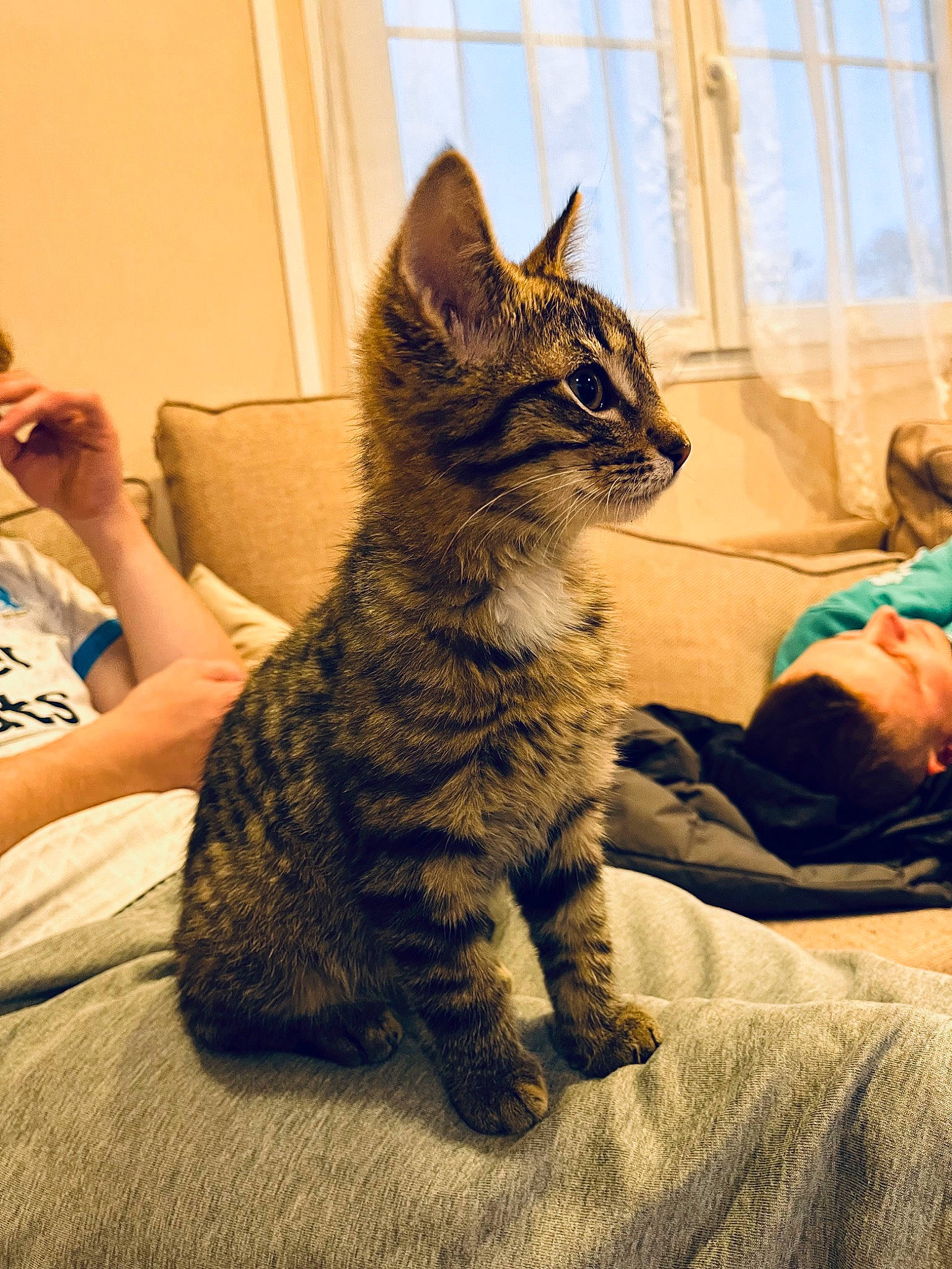 Bob participe au concours pour gagner de l'argent avec cette photo : carnivore, cat, claw, comfort, domestic_short_haired_cat, felidae, flooring, fur, grey, nap, paw, sitting, small_to_medium_sized_cats, snout, tail, terrestrial_animal, whiskers, window