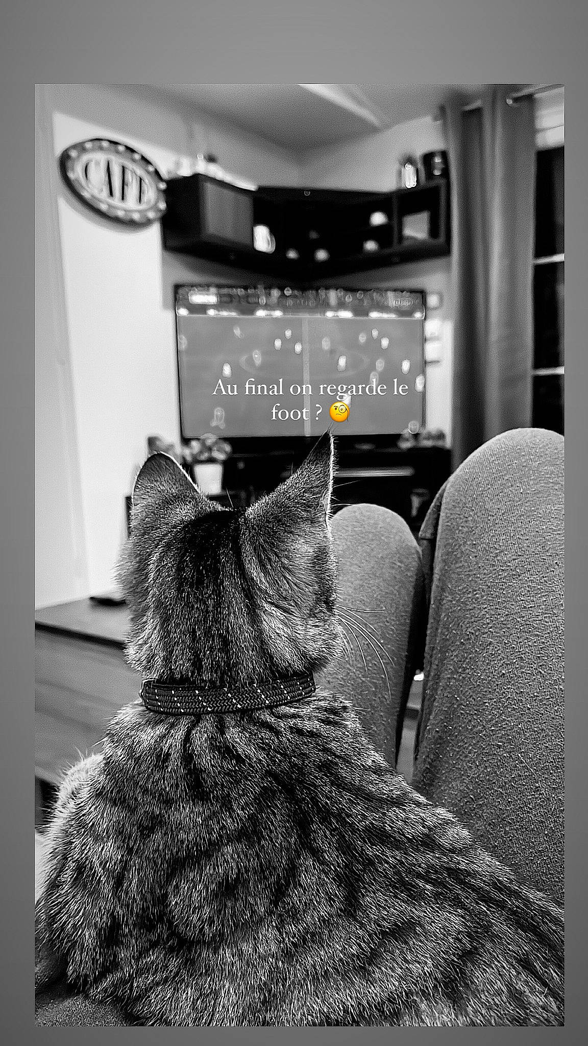 Bob a rejoint le concours — aidez-le/la à gagner de superbes lots ! black, black_and_white, carnivore, comfort, felidae, flooring, fur, grey, house, human_leg, monochrome, monochrome_photography, picture_frame, room, sitting, small_to_medium_sized_cats, style, television, television_set, whiskers