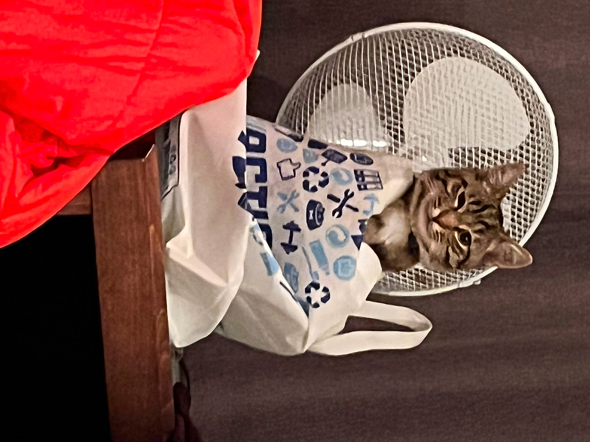 Bob participe au concours pour gagner de l'argent avec cette photo : baby_products, canidae, carmine, child, comfort, companion_dog, eyewear, fashion_accessory, felidae, font, fur, mechanical_fan, pattern, racquet_sport, sitting, sleeve, small_to_medium_sized_cats, whiskers