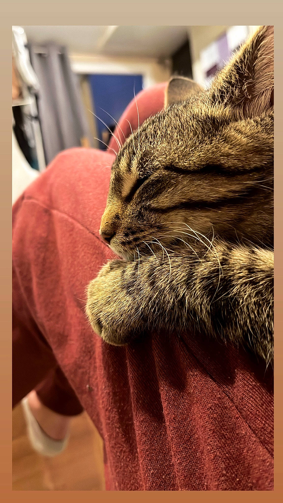 Bob a rejoint le concours — aidez-le/la à gagner de superbes lots ! carnivore, cat, claw, comfort, domestic_short_haired_cat, fawn, felidae, fur, grey, nap, paw, small_to_medium_sized_cats, snout, terrestrial_animal, whiskers, wildlife