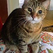 Annie joined the competition — help win amazing prizes! cat, tabby, pet, animal, feline, whiskers, sitting, indoor, cushion, floral_pattern, curious, ears, paw, closeup, domestic_cat, fur, home, cozy, looking, mammal