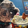 dog, pug, pet, canine, close_up, face, tongue, whipped_cream, dessert, bone_treat, food, ice_cream, outdoor, sunlight, portrait, collar, name_tag, storefront, funny, adorable
