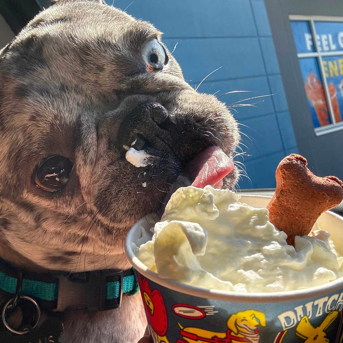 Firulais Garcia is registered to the contest to win money with this photo: dog, pug, pet, canine, close_up, face, tongue, whipped_cream, dessert, bone_treat, food, ice_cream, outdoor, sunlight, portrait, collar, name_tag, storefront, funny, adorable