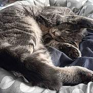 Raoul a rejoint le concours — aidez-le/la à gagner de superbes lots ! cat, tabby, sleeping, pet, animal, cozy, bed, polka_dot, paw, fur, whiskers, cute, resting, domestic, feline, indoor, relaxed, curled_up, soft, napping