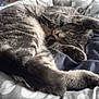 cat, tabby, sleeping, pet, animal, cozy, bed, polka_dot, paw, fur, whiskers, cute, resting, domestic, feline, indoor, relaxed, curled_up, soft, napping