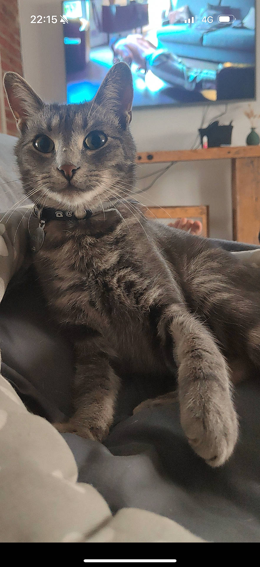 Raoul participe au concours pour gagner de l'argent avec cette photo : animal, bed, cat, close_up, collar, comfort, couch, curious, cute, domestic_animal, feline, fur, home, indoor, living_room, pet, relaxed, resting, tabby, whiskers