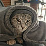 Raoul participe au concours pour gagner de l'argent avec cette photo : cat, blanket, cozy, indoor, furry, pet, animal, gray, cute, face, whiskers, paws, fur, resting, warm, comfort, closeup, tabby, soft, snuggled