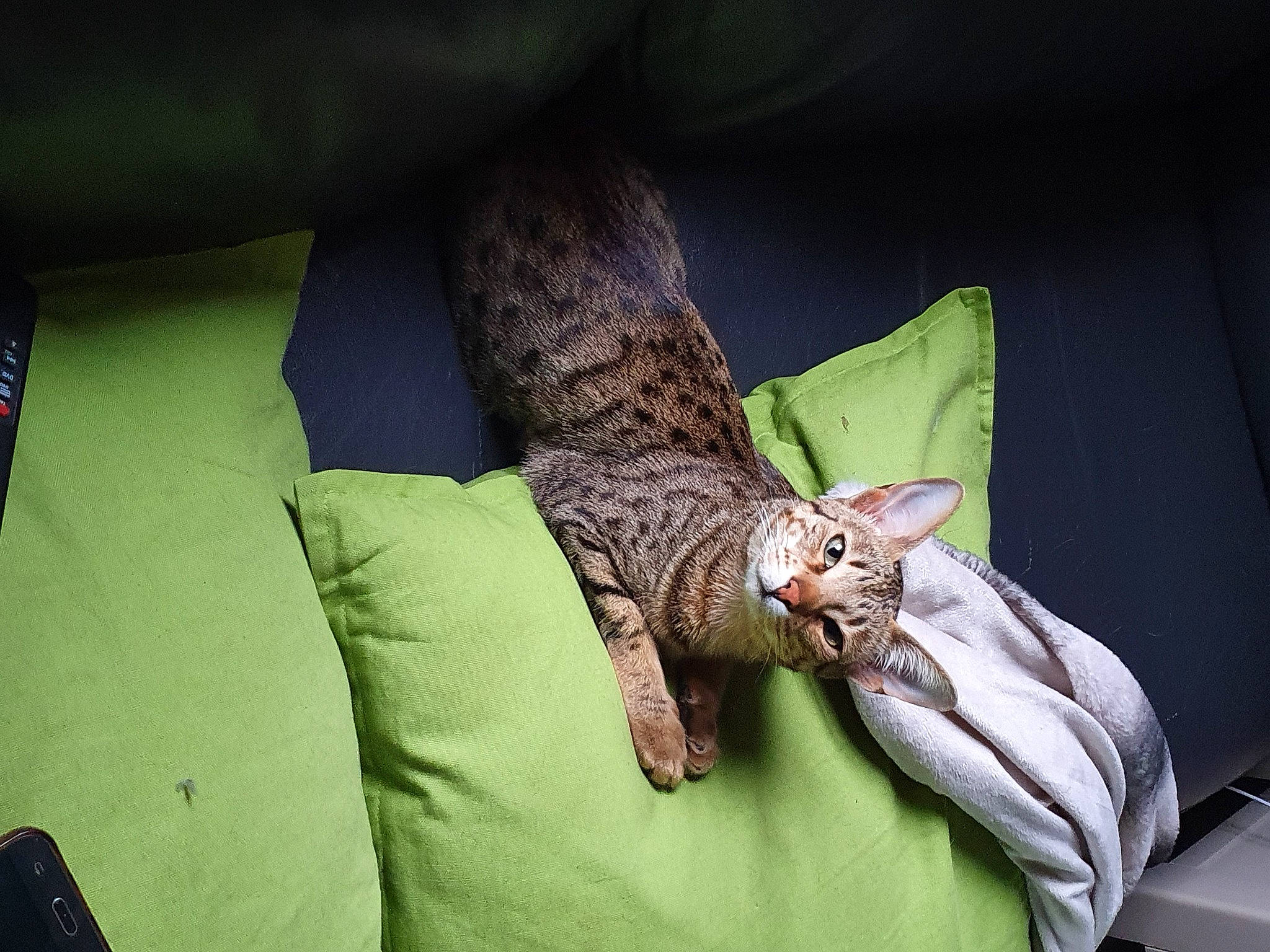 Luna joined the competition — help win amazing prizes! american_shorthair, asian, carnivore, cat, chausie, comfort, domestic_short_haired_cat, dragon_li, egyptian_mau, european_shorthair, felidae, hand, kitten, nap, ocicat, pixie_bob, small_to_medium_sized_cats, tabby_cat, whiskers
