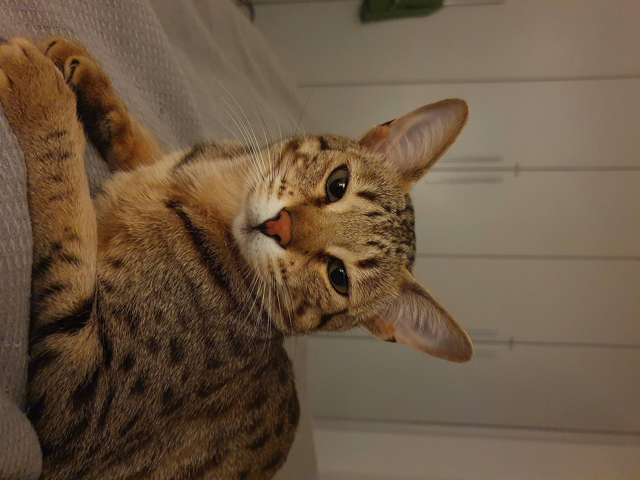 Luna is registered to the contest to win money with this photo: arabian_mau, asian, australian_mist, bengal, california_spangled, carnivore, cat, domestic_short_haired_cat, dragon_li, egyptian_mau, european_shorthair, felidae, mammal, ocicat, savannah, small_to_medium_sized_cats, snout, tabby_cat, vertebrate, whiskers