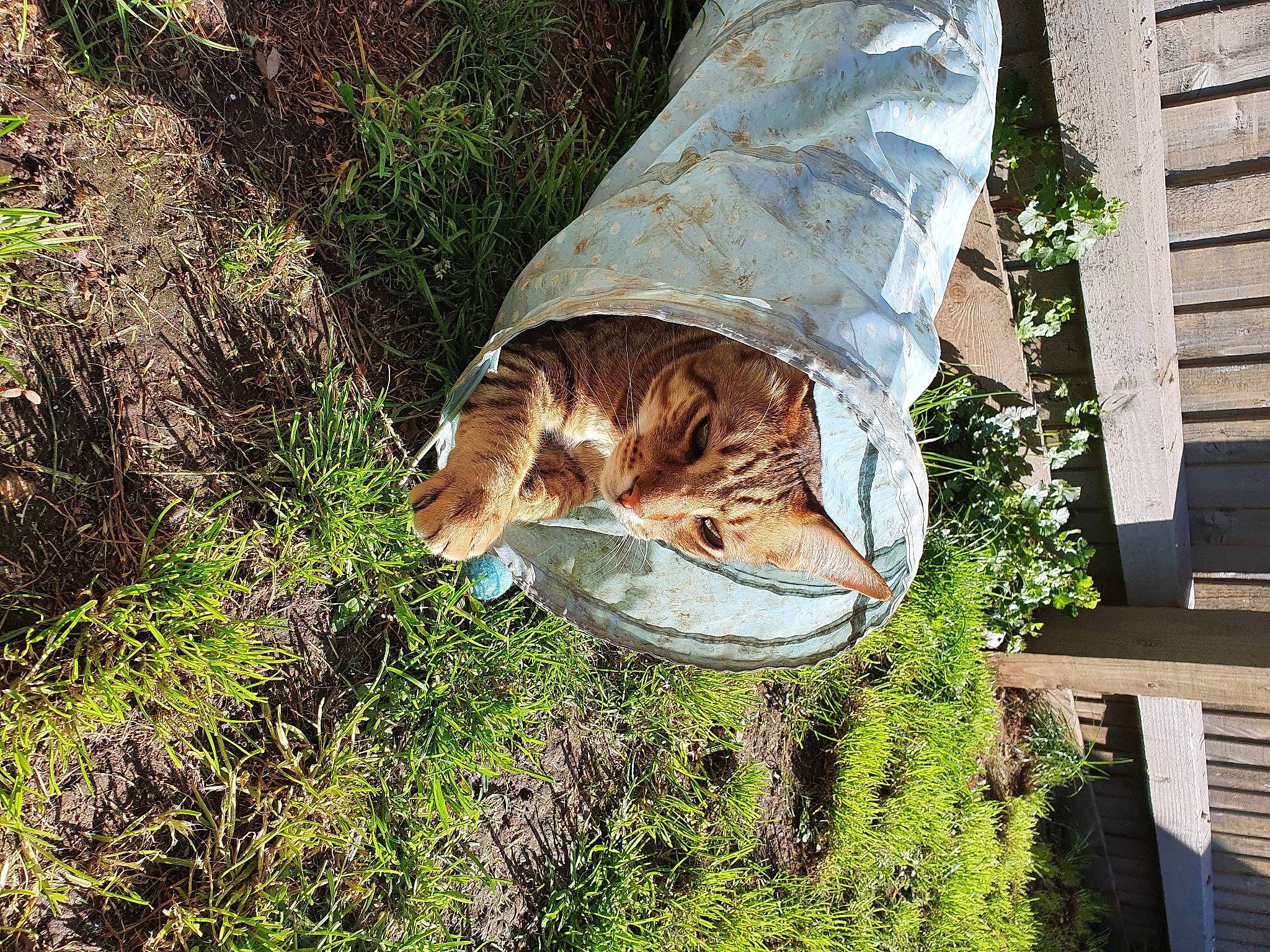 Midas joined the competition — help win amazing prizes! bengal, canidae, carnivore, cat, fawn, felidae, plant, sporting_group, tree