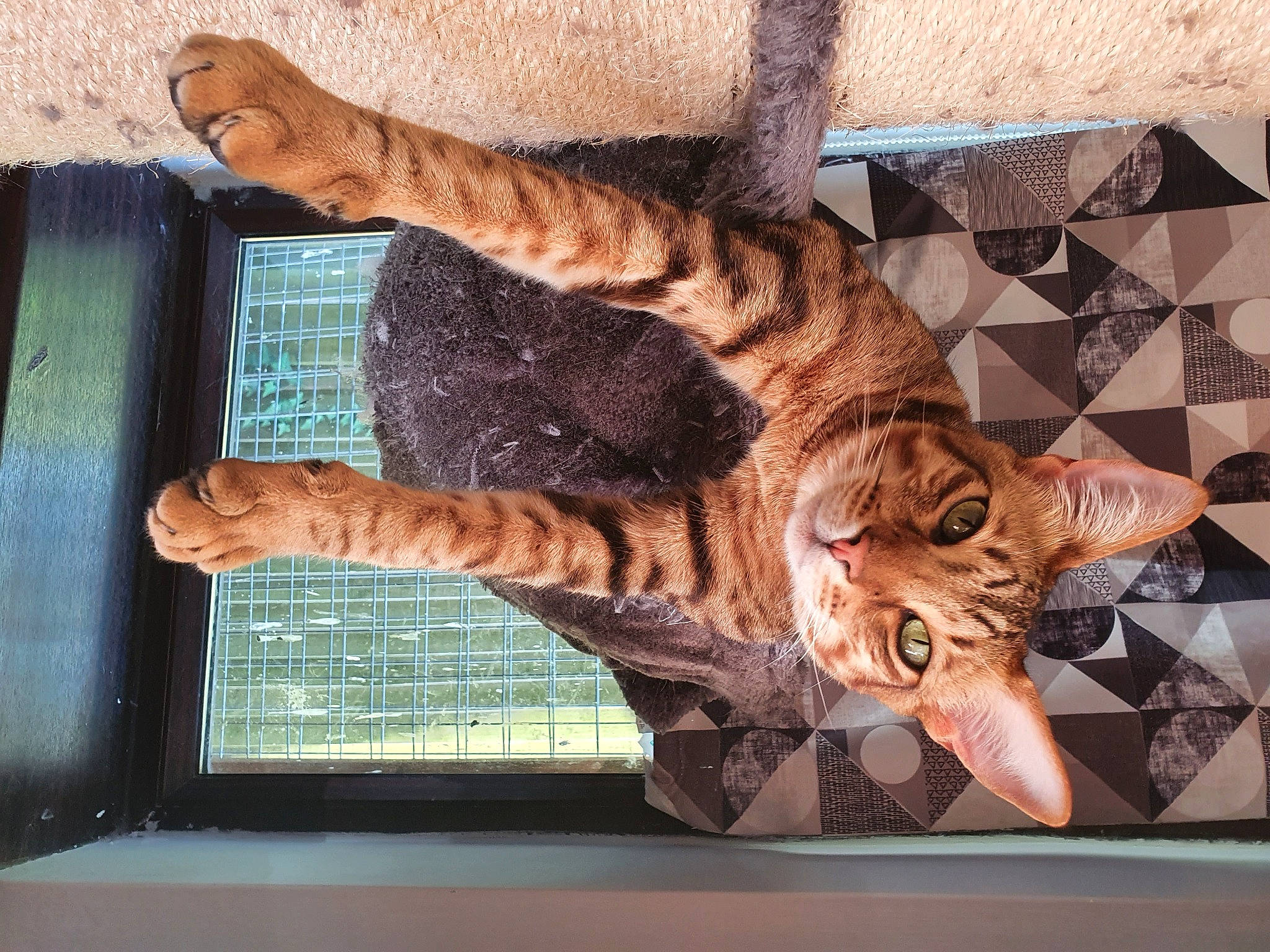 Midas joined the competition — help win amazing prizes! bengal, california_spangled, carnivore, cat, domestic_short_haired_cat, dragon_li, european_shorthair, felidae, fur, mammal, ocicat, pixie_bob, small_to_medium_sized_cats, sokoke, tabby_cat, tail, toyger, whiskers, wildlife