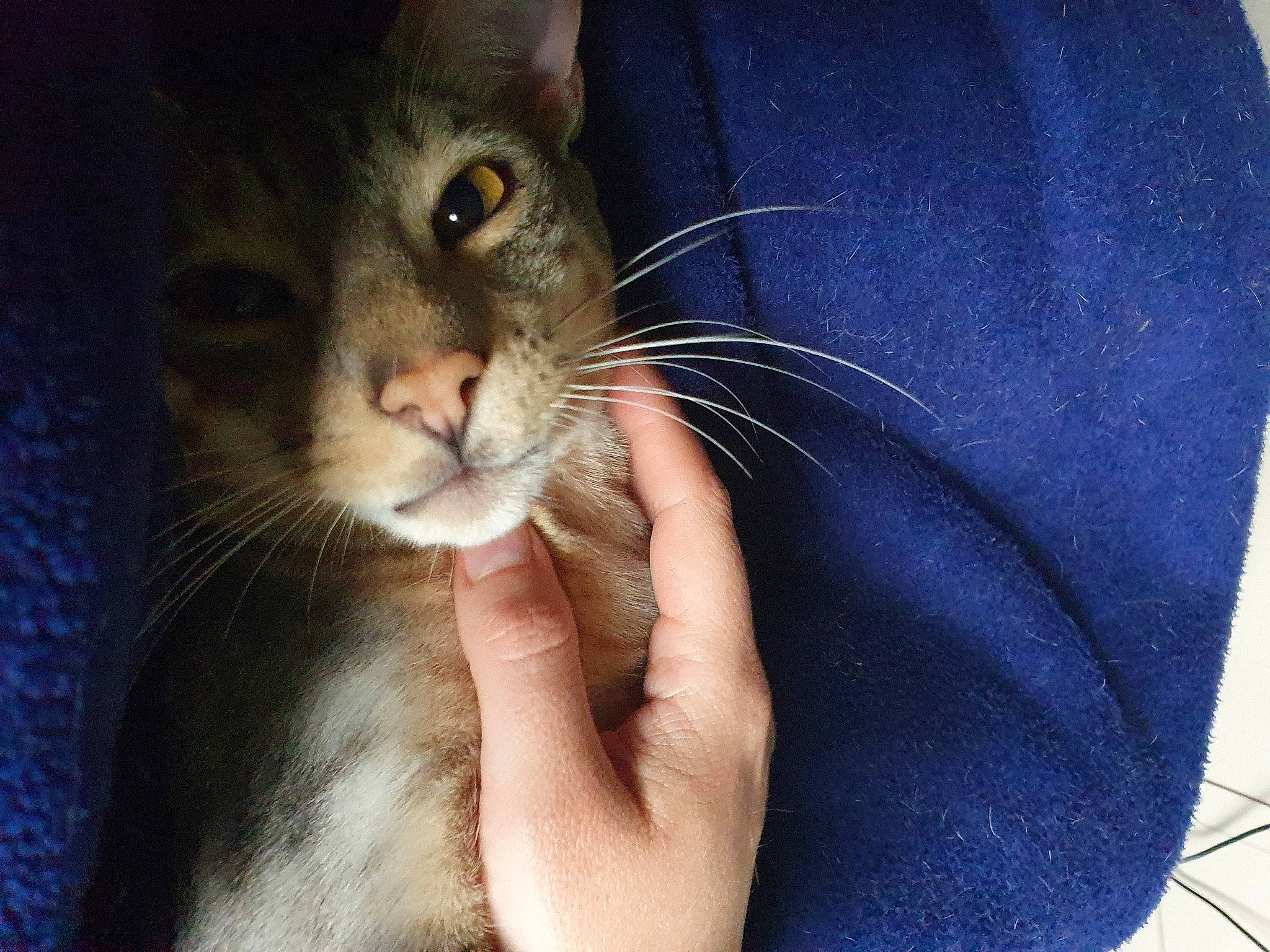 Taty is registered to the contest to win money with this photo: abyssinian, asian, carnivore, cat, chausie, domestic_short_haired_cat, european_shorthair, felidae, fur, gesture, mammal, singapura, small_to_medium_sized_cats, snout, tabby_cat, whiskers