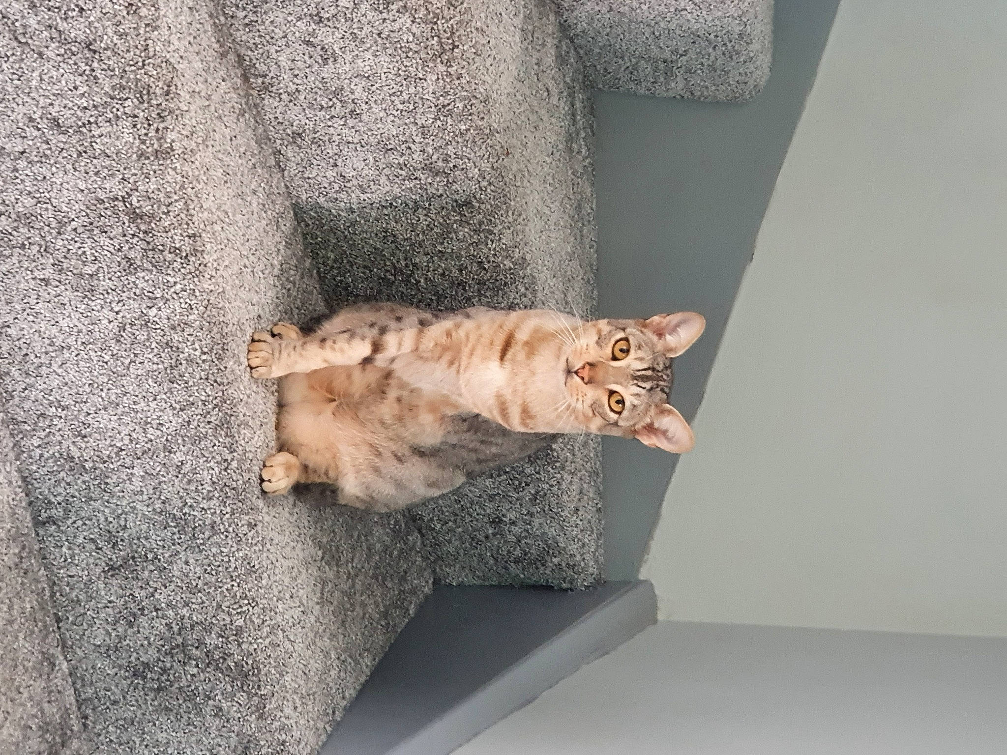 Taty joined the competition — help win amazing prizes! american_shorthair, asian, bengal, carnivore, cat, chausie, domestic_short_haired_cat, dragon_li, ear, european_shorthair, felidae, fur, kitten, ocicat, pixie_bob, polydactyl_cat, small_to_medium_sized_cats, tabby_cat, tail, whiskers