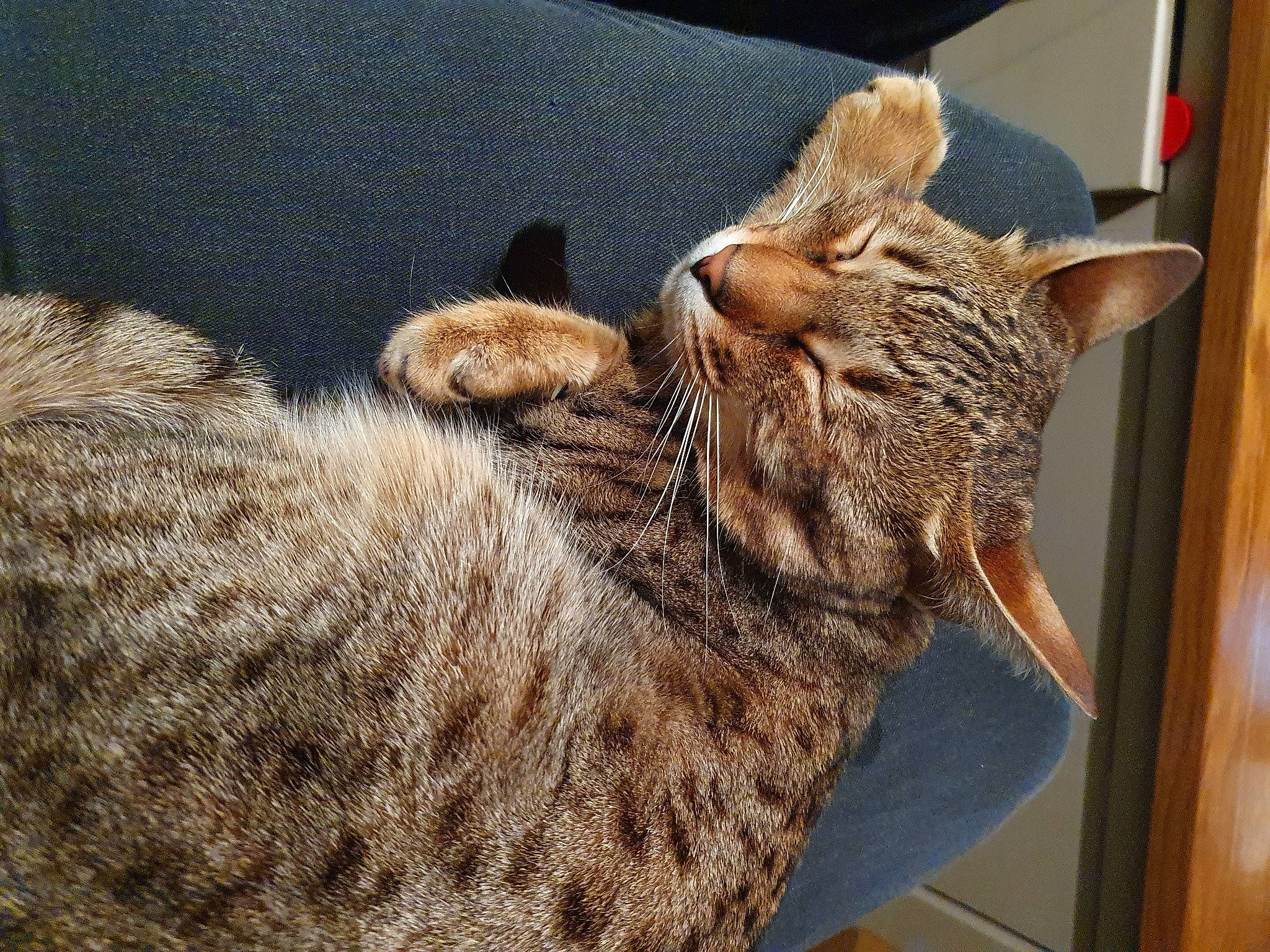 Akira is registered to the contest to win money with this photo: asian, california_spangled, carnivore, cat, chausie, domestic_short_haired_cat, dragon_li, egyptian_mau, european_shorthair, felidae, fur, mammal, ocicat, pixie_bob, savannah, small_to_medium_sized_cats, snout, tabby_cat, vertebrate, whiskers