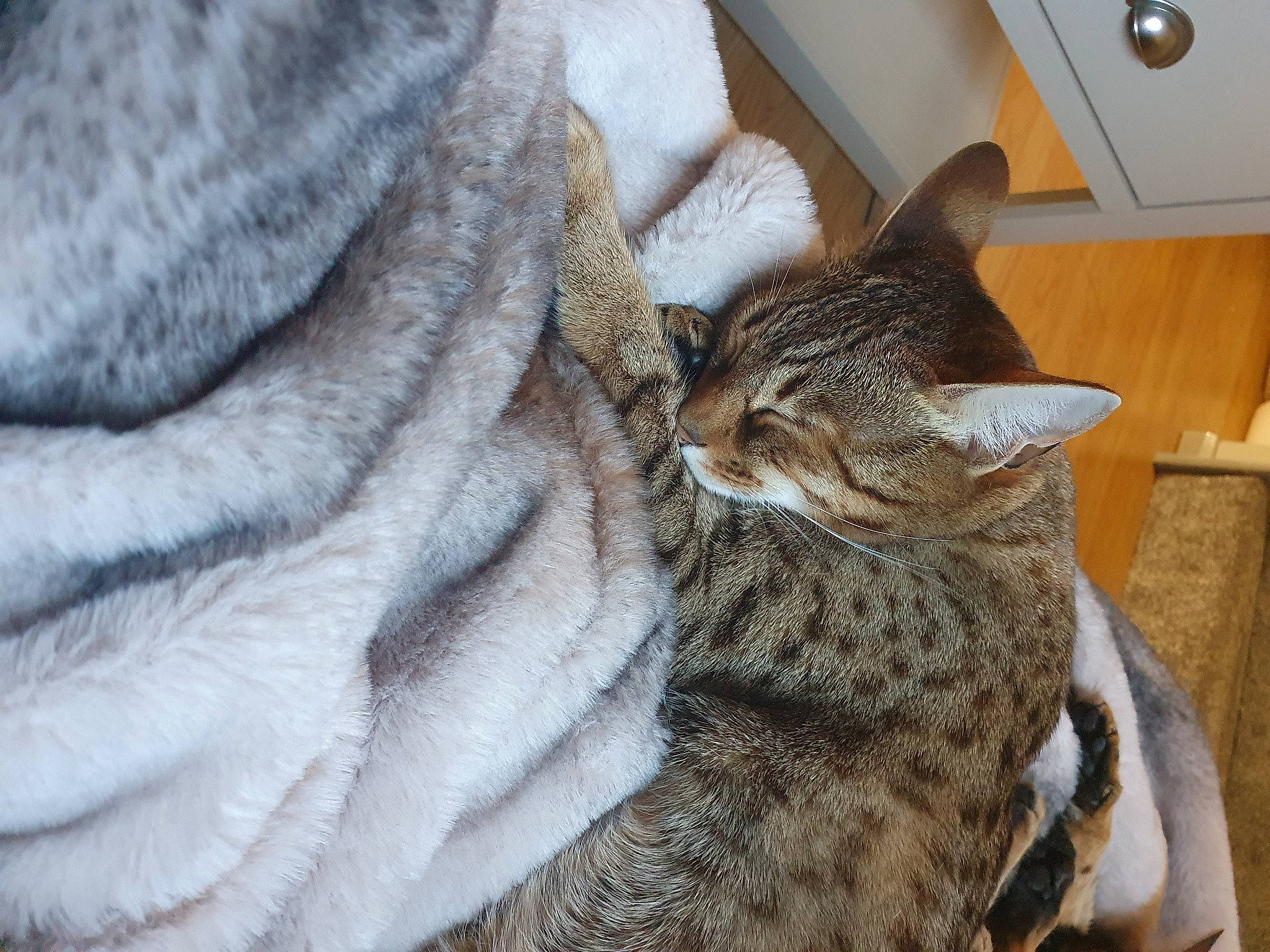 Akira is registered to the contest to win money with this photo: american_shorthair, asian, australian_mist, california_spangled, carnivore, cat, chausie, domestic_short_haired_cat, dragon_li, egyptian_mau, european_shorthair, felidae, fur, mammal, ocicat, pixie_bob, small_to_medium_sized_cats, snout, tabby_cat, whiskers