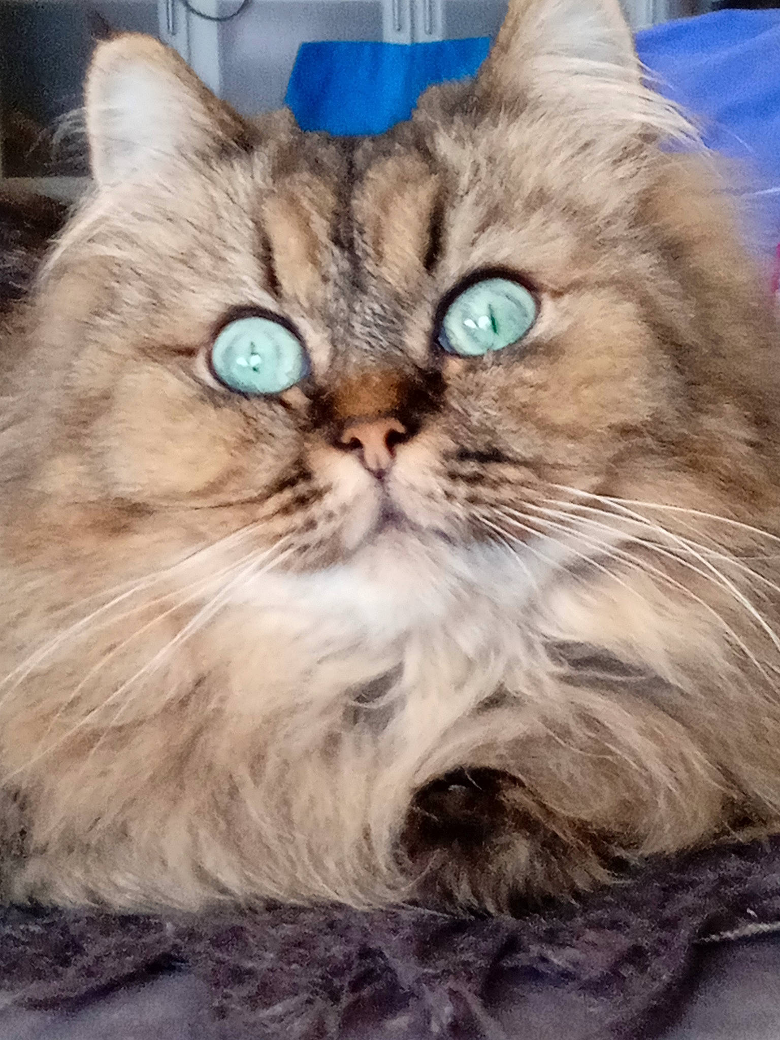 Calista participe au concours pour gagner de l'argent avec cette photo : carnivore, cat, domestic_short_haired_cat, felidae, fur, maine_coon, paw, small_to_medium_sized_cats, snout, terrestrial_animal, whiskers