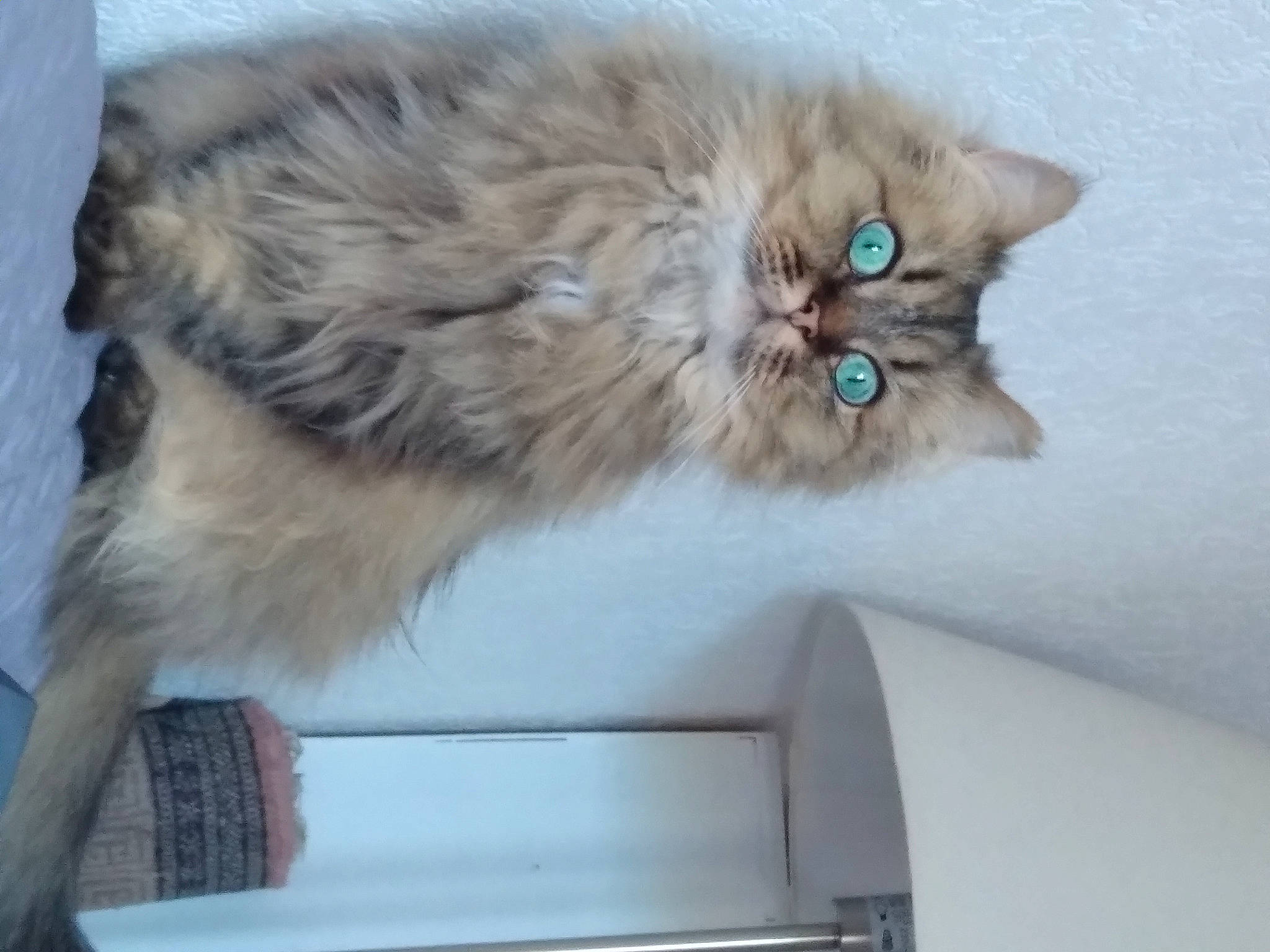 Calista participe au concours pour gagner de l'argent avec cette photo : british_longhair, carnivore, cat, claw, eye, fawn, felidae, fur, paw, persian, ragdoll, small_to_medium_sized_cats, snout, tail, terrestrial_animal, whiskers