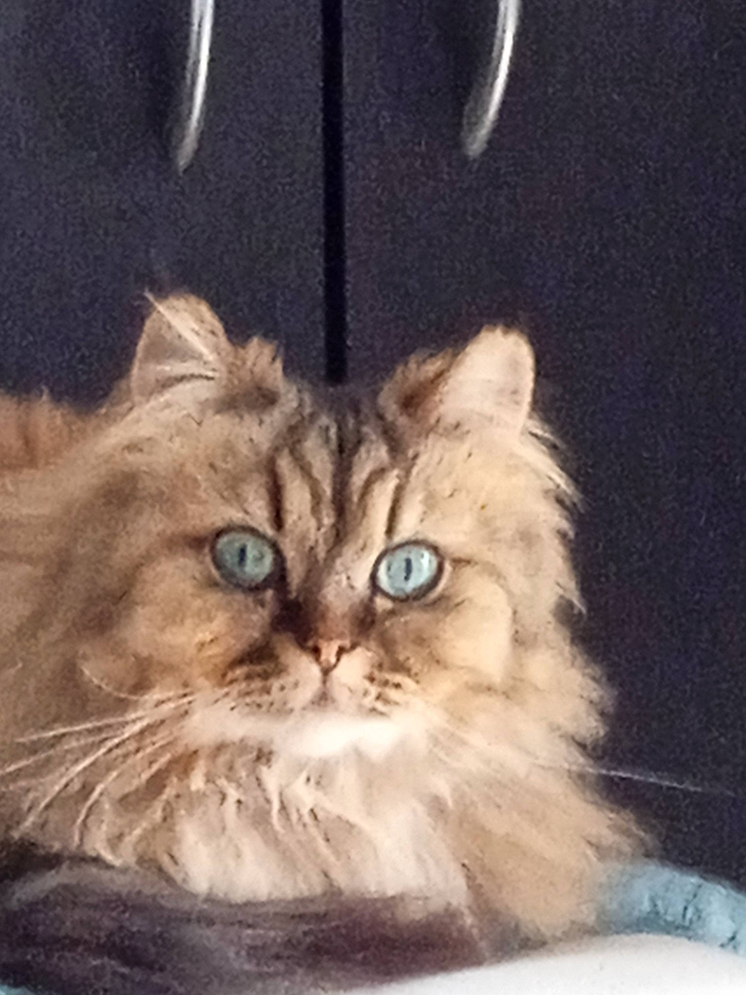 Calista a rejoint le concours — aidez-le/la à gagner de superbes lots ! art, british_longhair, carnivore, cat, comfort, fawn, felidae, fruit, fur, paw, persian, plant, sitting, small_to_medium_sized_cats, snout, tail, terrestrial_animal, whiskers, working_animal