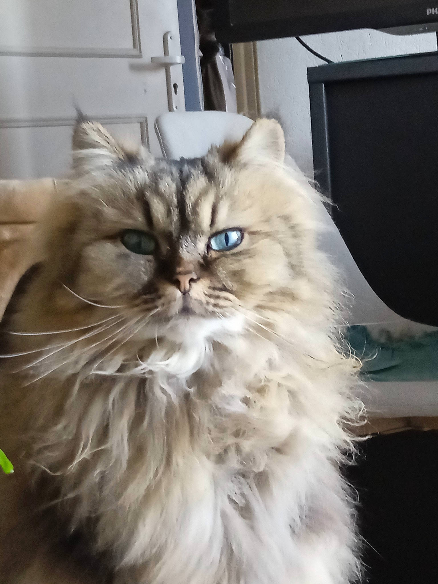 Calista participe au concours pour gagner de l'argent avec cette photo : art, british_longhair, carnivore, cat, felidae, fruit, fur, norwegian_forest_cat, persian, plant, small_to_medium_sized_cats, snout, vegetable, whiskers, window