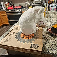 Gabriel is registered to the contest to win money with this photo: cat, white_cat, pizza_box, kitchen, countertop, curious, playful, pet, indoor, appliance, oven, utensils, marble_counter, cardboard_box, feline, domestic_animal, household, curled, looking, funny_pose