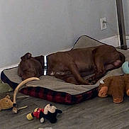 Kane joined the competition — help win amazing prizes! antler, brown_dog, buffalo_toy, collar, cozy, dog, dog_bed, floor, home, indoor, mickey_mouse_toy, pet, plush_toy, quiet, relaxing, resting, sleeping, stuffed_toy, turtle_toy, wall