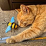 animal, blue_wings, cat, closeup, concrete, decorative_bee, ears, feline, fur, ginger_cat, nose, outdoor, paw, pet, relaxed, resting, sleeping, sunlight, whiskers, yellow