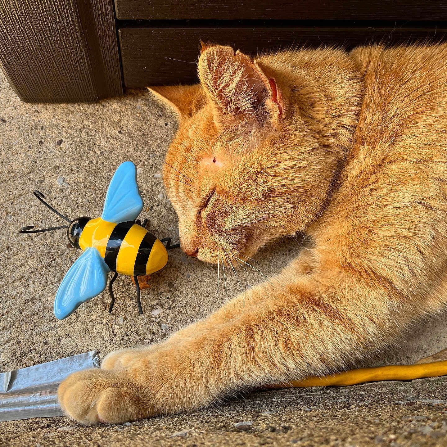 Jack is registered to the contest to win money with this photo: animal, blue_wings, cat, closeup, concrete, decorative_bee, ears, feline, fur, ginger_cat, nose, outdoor, paw, pet, relaxed, resting, sleeping, sunlight, whiskers, yellow