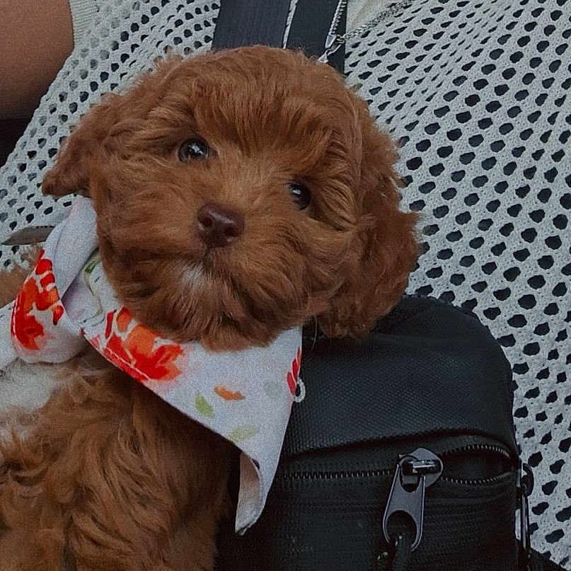 Aphrodite is registered to the contest to win money with this photo: accessories, animal, backpack, bag, baggage, canine, clothing, cockerspaniel, couch, dog, formalwear, furniture, handbag, pet, poodle, puppy, scarf, strap, terrier, tie