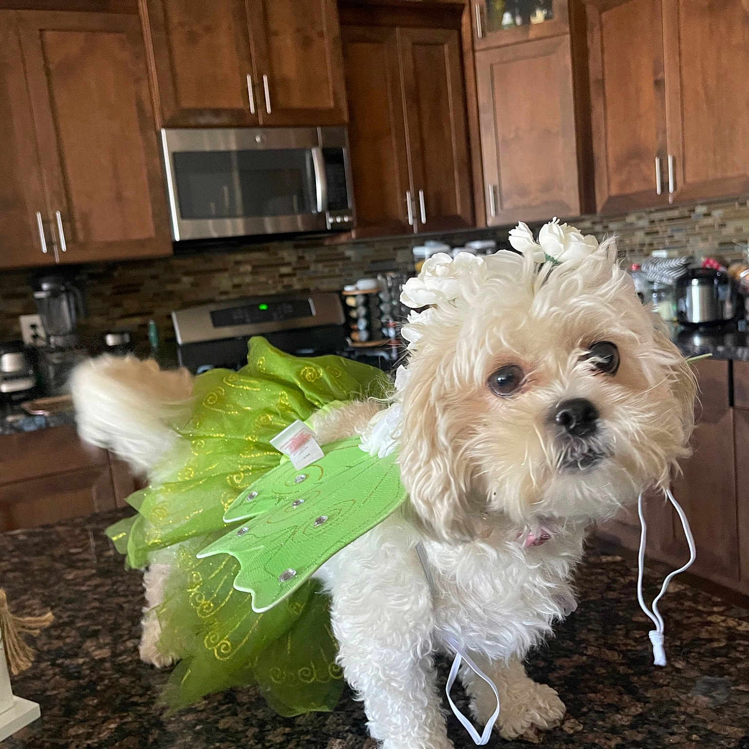 Lola is registered to the contest to win money with this photo: cabinetry, carnivore, companion_dog, countertop, cupboard, dog, dog_breed, dog_clothes, dog_supply, flooring, hardwood, home_appliance, kitchen, kitchen_appliance, room, small_terrier, terrier, toy_dog, wood, wood_stain