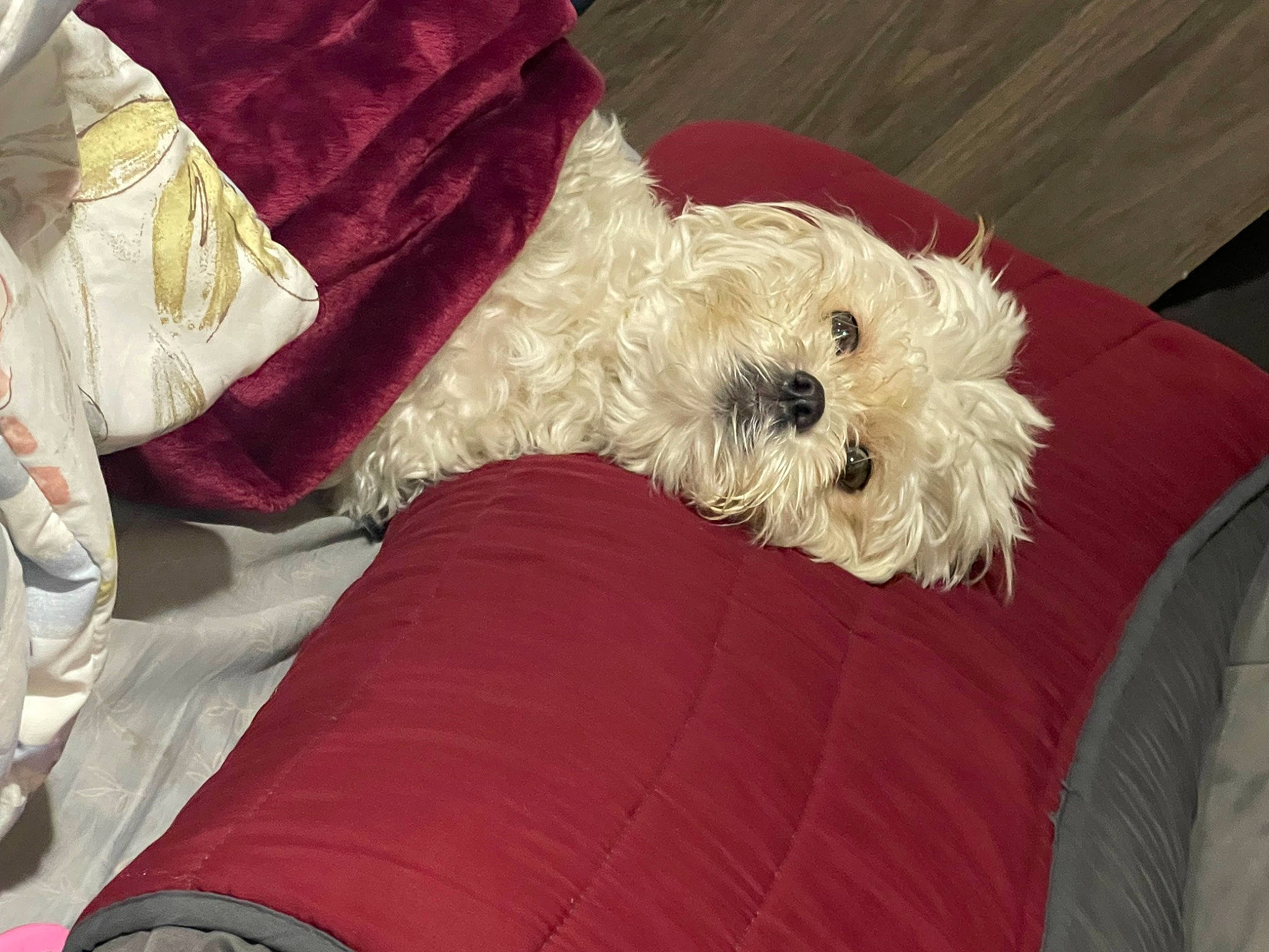 Lola is registered to the contest to win money with this photo: canidae, carnivore, comfort, companion_dog, dog, dog_breed, dog_clothes, dog_collar, dog_supply, fur, labradoodle, maltepoo, poodle_crossbreed, small_terrier, snout, sporting_group, terrier, toy_dog, water_dog, working_animal