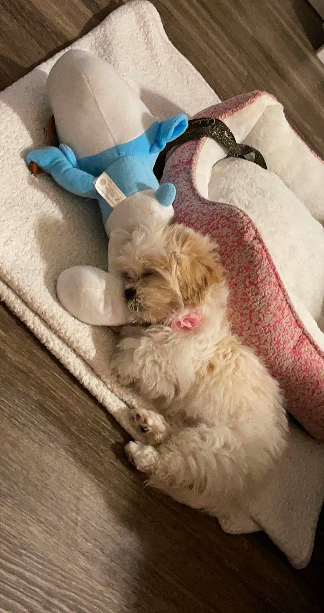 Lola joined the competition — help win amazing prizes! canidae, carnivore, comfort, companion_dog, dog, dog_breed, dog_supply, fawn, felidae, fur, hardwood, linens, paw, pet_supply, sleeve, tail, terrier, textile, toy_dog, wood