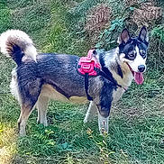 Akela participe au concours pour gagner de l'argent avec cette photo : adventure, animal, black_and_white, canine, dog, fluffy_tail, foliage, forest, grass, leash, nature, outdoors, pet, pointed_ears, portrait, red_harness, standing, sunlight, tongue_out, woodland