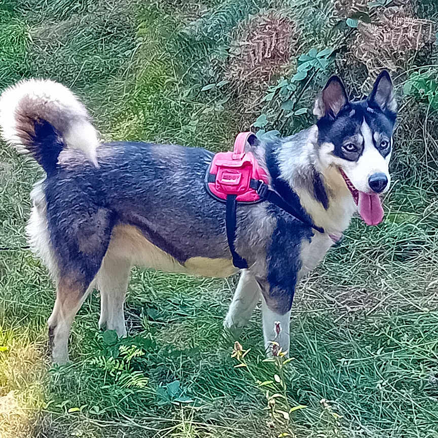 Akela participe au concours pour gagner de l'argent avec cette photo : adventure, animal, black_and_white, canine, dog, fluffy_tail, foliage, forest, grass, leash, nature, outdoors, pet, pointed_ears, portrait, red_harness, standing, sunlight, tongue_out, woodland