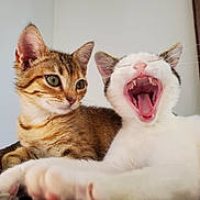 Roxy a rejoint le concours — aidez-le/la à gagner de superbes lots ! animal_portrait, bed, cats, close_up, companion_animals, cozy, ears, eyes, feline, funny, fur, indoors, open_mouth, pets, sleepy, tabby_cat, teeth, whiskers, white_cat, yawning