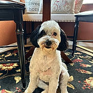 Molly is registered to the contest to win money with this photo: dog, pet, indoor, carpet, table, chair, pillow, window, home_interior, black_and_white, sitting, cute, fur, animal, domestic, floor, wood, decor, cozy, light
