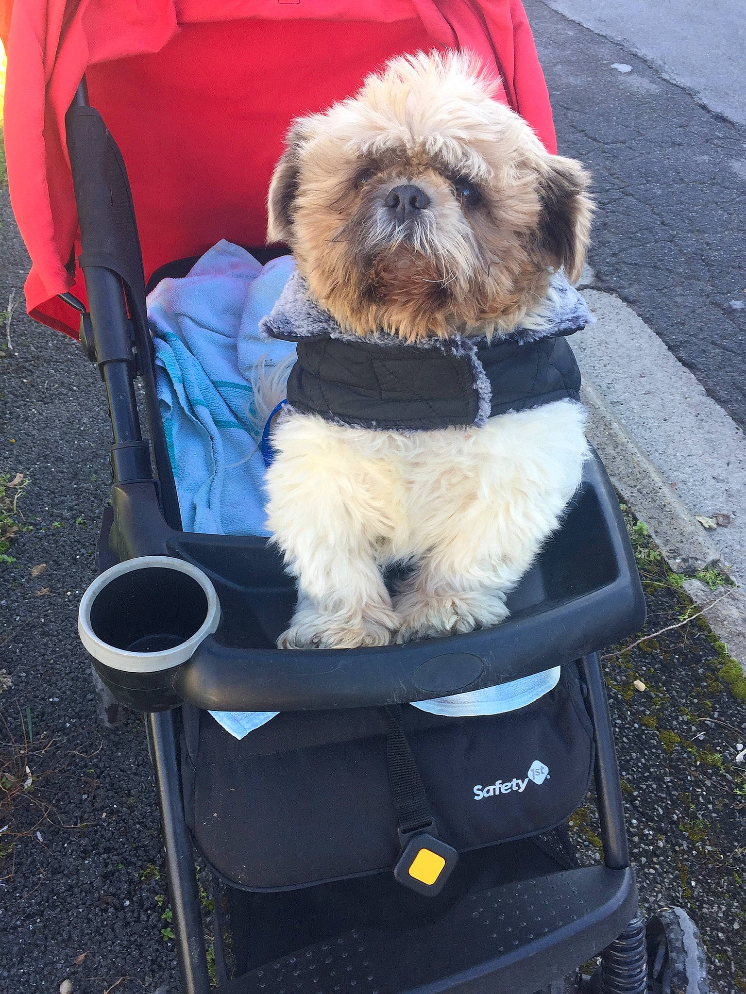 Glamour a rejoint le concours — aidez-le/la à gagner de superbes lots ! carnivore, chair, collar, companion_dog, dog, dog_breed, dog_clothes, dog_collar, dog_supply, eyewear, fashion_accessory, fur, leash, pet_supply, road_surface, small_terrier, snout, sporting_group, terrier, toy_dog