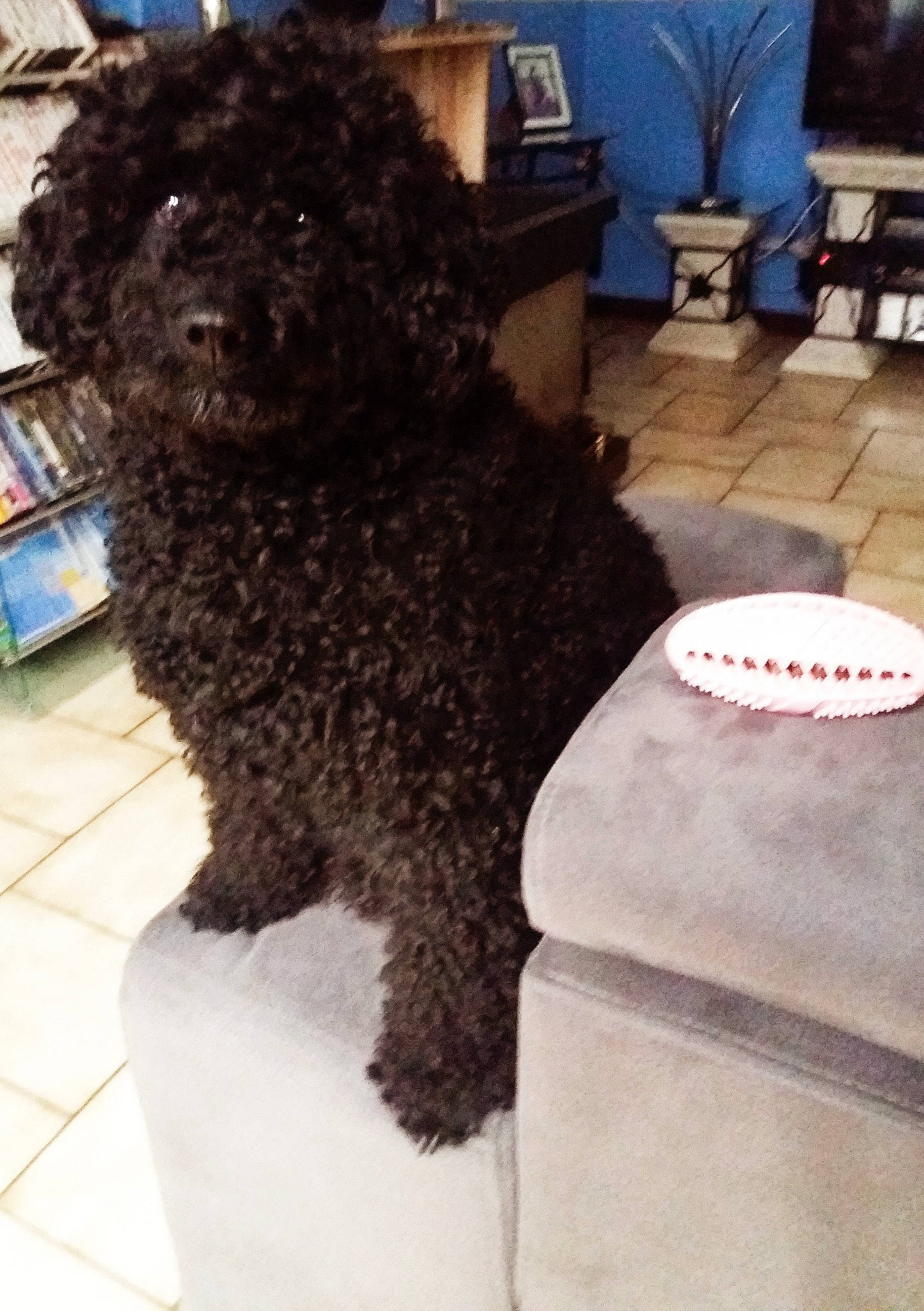 Kenzo participe au concours pour gagner de l'argent avec cette photo : canidae, carnivore, chair, collar, companion_dog, dog, dog_breed, dog_collar, dog_supply, flooring, fur, houseplant, liver, pet_supply, poodle, sporting_group, terrier, toy_dog, water_dog, working_animal