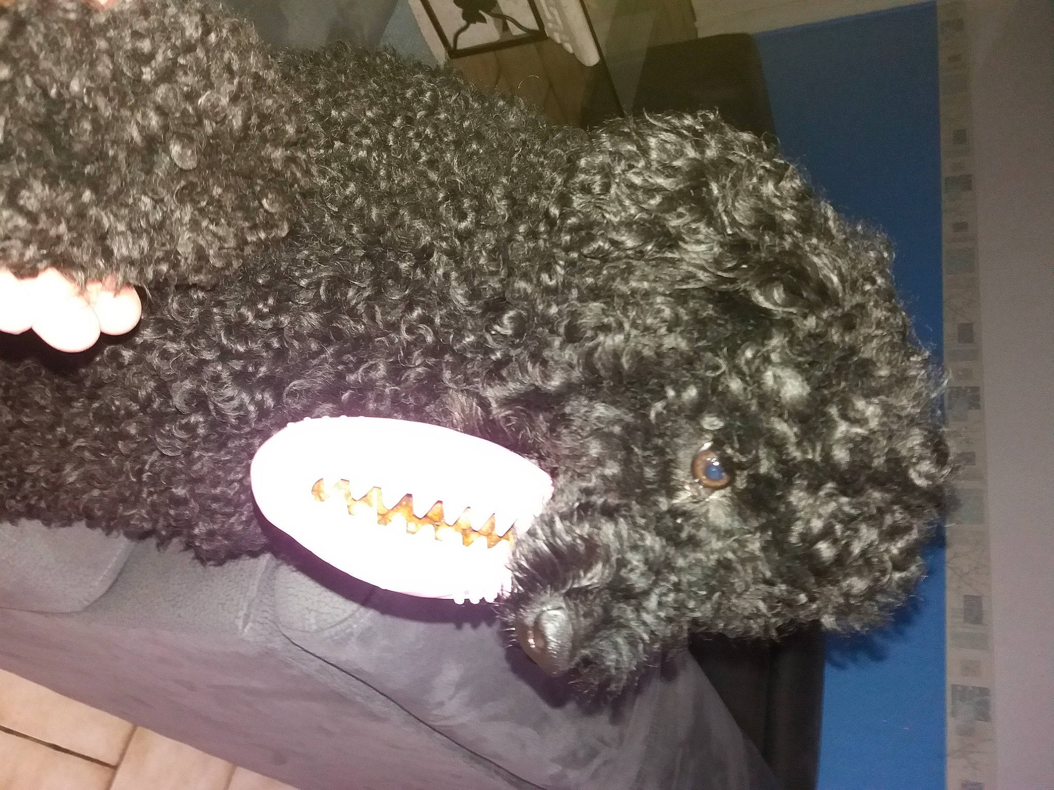 Kenzo participe au concours pour gagner de l'argent avec cette photo : cap, costume_accessory, crochet, fashion_accessory, fur, glove, headgear, helmet, knitting, pattern, personal_protective_equipment, plush, sportswear, stuffed_toy, teddy_bear, thread, tire, toy, wool, woolen