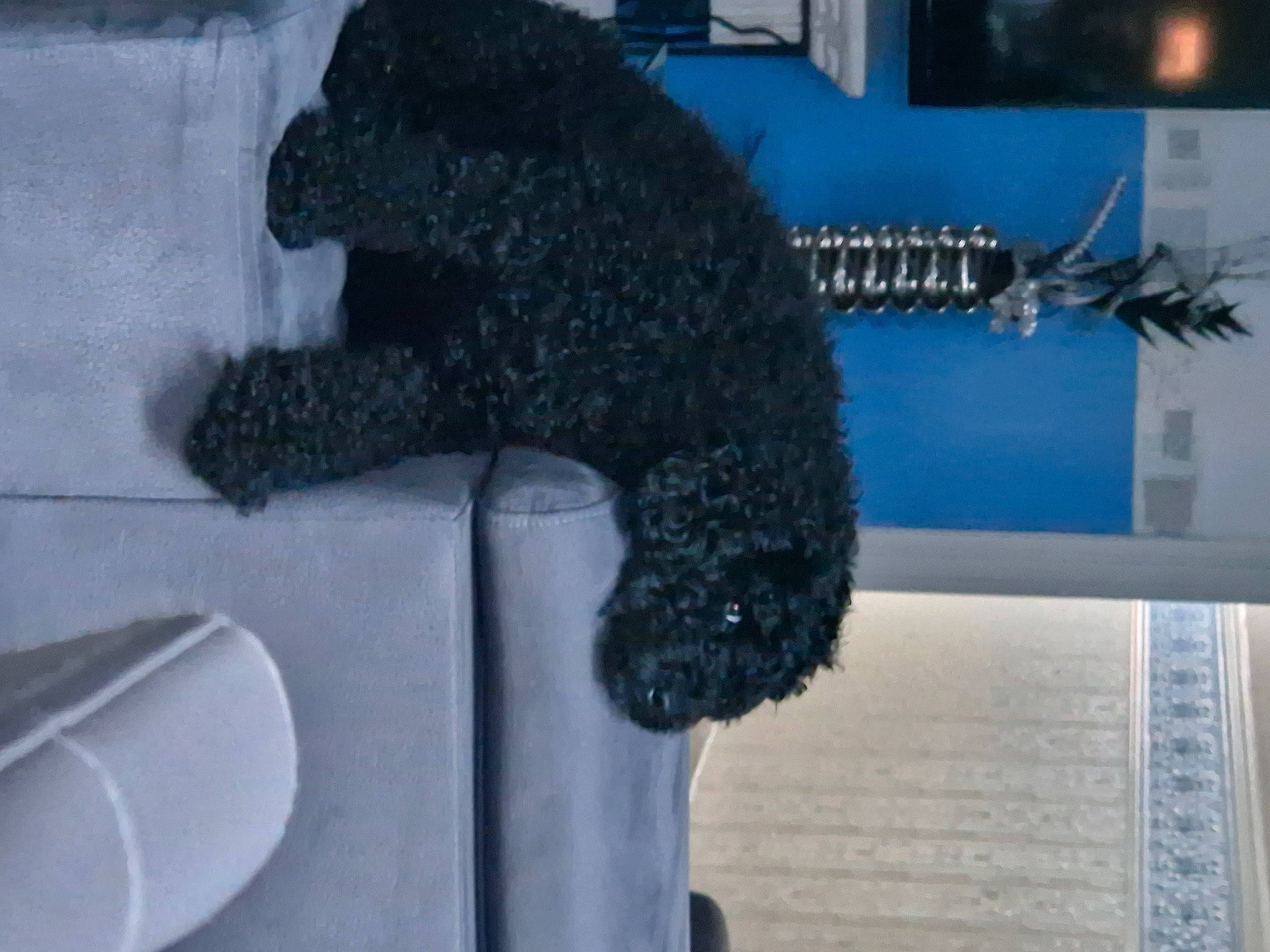 Kenzo participe au concours pour gagner de l'argent avec cette photo : art, bear, canidae, carnivore, companion_dog, dog_breed, fur, plush, room, sporting_group, stuffed_toy, tail, teddy_bear, terrestrial_animal, toy, winter, wool